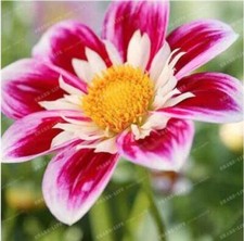 25pc dahlia seeds for sale  Goldsboro