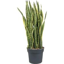 Sansevieria trifasciata lauren gebraucht kaufen  Wurzen