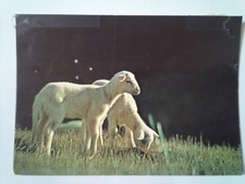 Cpsm. lozère lambs d'occasion  Expédié en Belgium