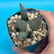 Ariocarpus retusus furfuraceus for sale  Austin