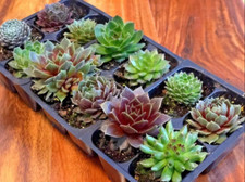 Cold hardy succulents for sale  Coeur D Alene