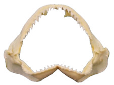 Real shark jaws d'occasion  Expédié en Belgium