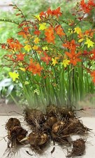 Crocosmia mix bulbs for sale  League City