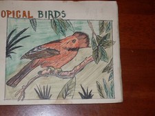 Tropical birds complete for sale  GREAT YARMOUTH