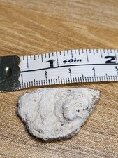 Genuine saltasaurus egg for sale  SOLIHULL