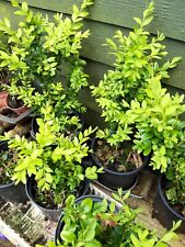 Common box buxus for sale  CHATHAM