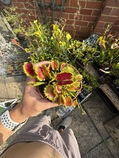 Multiplerare large venus for sale  UK