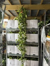 large indoor plants for sale large indoor plants for sale STANFORD-LE-HOPE