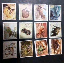 Figurine. degli animali. usato  Chiavari