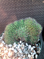 Cereus thelegonus cristata for sale  Mira Loma