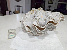 giant sea shell for sale giant sea shell for sale Onalaska