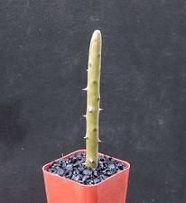 Alluaudia dumosa madagascar for sale  Miami