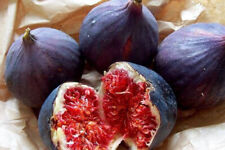 Nero genovese ficus usato  Trappeto