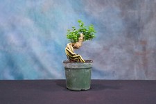 s bonsai tree for sale s bonsai tree for sale North Fort Myers
