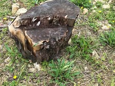 yew logs for sale yew logs for sale CHELTENHAM