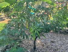 Mango scion grafting for sale  New Smyrna Beach