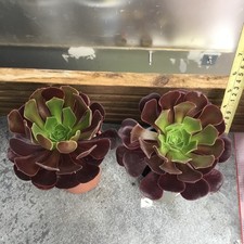 Aeoniums black rose for sale  GRAVESEND