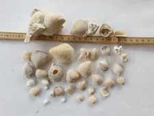 Wspaniała kolekcja brachiopodów - Malm - Sala nad Dunajem - stara kolekcja na sprzedaż Wspaniała kolekcja brachiopodów - Malm - Sala nad Dunajem - stara kolekcja na sprzedaż  Wysyłka do Poland