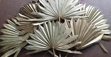 Dried gold palm for sale  DEWSBURY