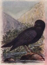 Indian birds. malabar for sale  LONDON