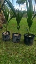 Coconut palm tree for sale  Miami