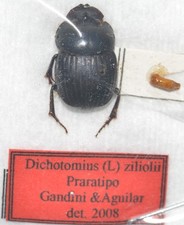 Entomologie coléoptères scar d'occasion  Marcq-en-Barœul