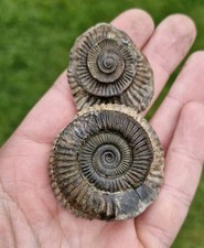 Ammonite fossil pebble for sale  WALLASEY