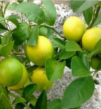 Sale meyer lemon for sale  Jamesville