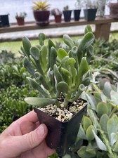 Crassula ovata orge d'occasion  Expédié en Belgium