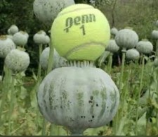 1000 papaver setigerum for sale  TONYPANDY