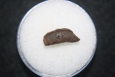 Cretaceous hell creek for sale  WAKEFIELD