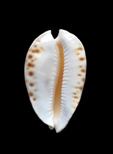 Shell conchiglia cypraea usato  Forano
