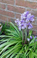 500g blue bell for sale  WALLSEND