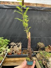 Bald cypress mini for sale  Wallkill