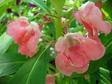 Graines balsamine jardins d'occasion  Sabres