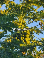 Hawaiian papaya tree for sale Hawaiian papaya tree for sale  Bonita Springs