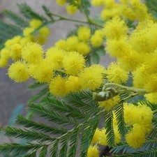 Acacia dealbata for sale  NORWICH