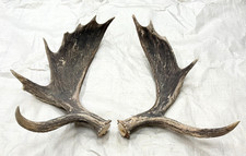 Set real moose for sale  USA