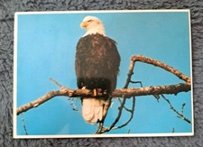 Vogel postkarte australien gebraucht kaufen  Hamburg