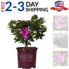 Gallon purple azalea for sale  Bridgeport