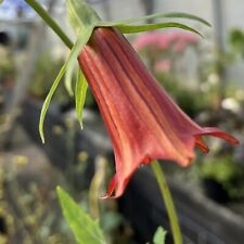 Canarina canariensis canary for sale  HELSTON