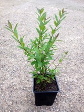 Liguster topf 40cm gebraucht kaufen  Woldegk-Umland