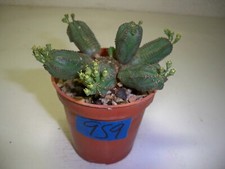 959 euphorbia tubiglans for sale  El Cajon