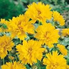 Coreopsis early sunrise for sale  PETERBOROUGH