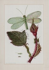 Lehrkarte lehrtafel florfliege gebraucht kaufen  Sögel