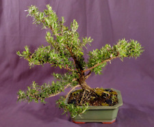 Bonsai rosmarino prostrato usato  Roma
