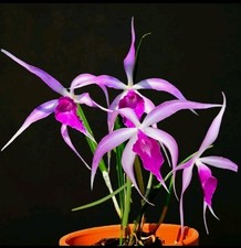 Cattleya brassocattleya amethy for sale  NOTTINGHAM
