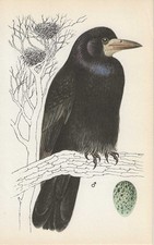Vintage bird print for sale  DERBY