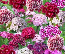 Dianthus barbatus sweet for sale  HEREFORD