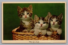 Green blue eyed for sale  Kansas City